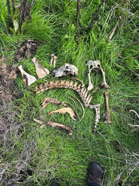 Bones Found at Abadoned Homestead : r/bonecollecting