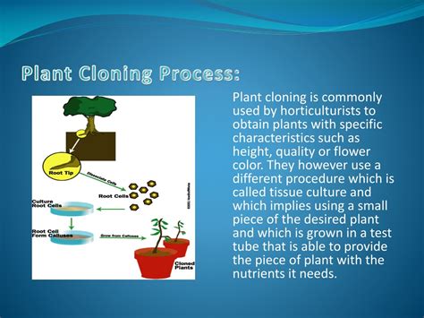 Cloning Examples 的图像结果