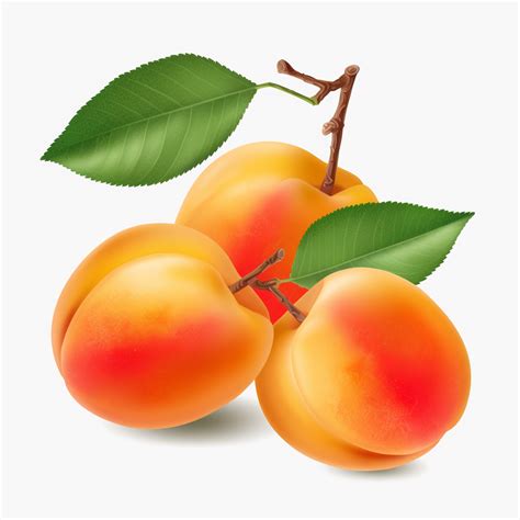 apricots clipart #4058842