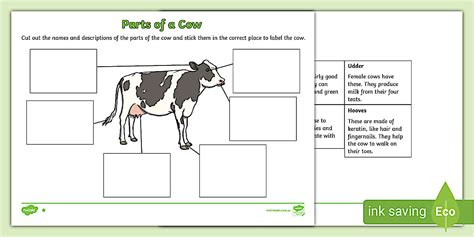 Parts of a Cow Differentiated Worksheets - F-2 Living Things
