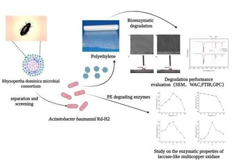 Screening of Polyethylene-Degrading Bacteria from Rhyzopertha Dominica ...