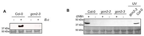 eIF2α Phosphorylation by GCN2 Is Induced in the Presence of Chitin and ...