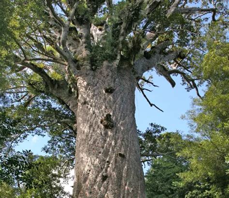 Image result for Biggest Kauri Tree