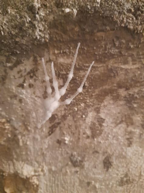 Our basement is so damp that the dead spiders get extra moldy : r ...