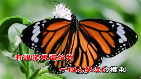 花上的一只蝴蝶图片-向日葵花上栖息着一只蝴蝶素材-高清图片-摄影照片-寻图免费打包下载