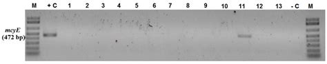 First Polyphasic Study of Cheffia Reservoir (Algeria) Cyanobacteria ...