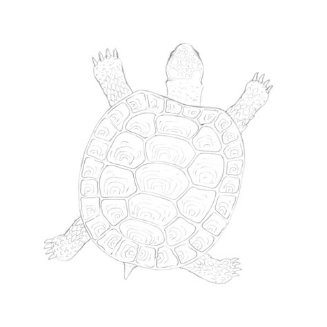 Image result for Turtle Shell Pattern Drawing
