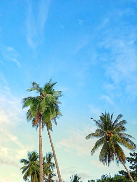 The coconut tree in the sky | Premium Photo