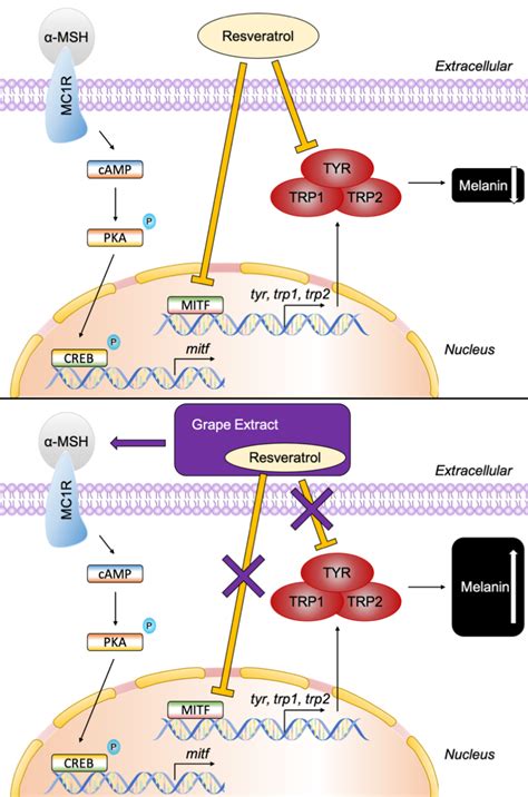 Grape Extract Promoted α-MSH-Induced Melanogenesis in B16F10 Melanoma ...