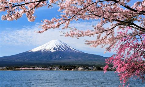 Sakura Season: A Cultural Celebration in Japan...!!! - Smart Locus