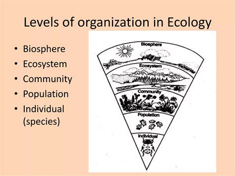 Ecology: Levels of Organization | PPTX