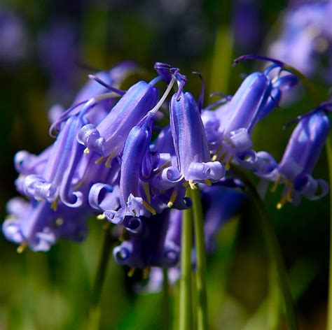 Blue Bell Flower Hd Images | Best Flower Site