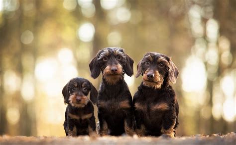 Wirehaired Dachshund Dogs Wallpaper,HD Animals Wallpapers,4k Wallpapers ...