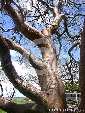 Image result for Glib Tree