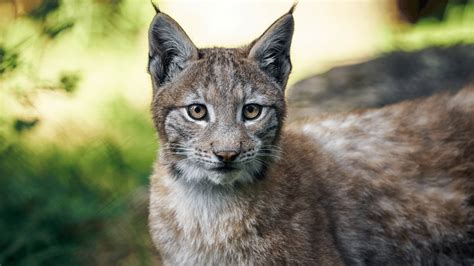 Exploring the Spanish Wildlife and Its 11 Emblematic Animals