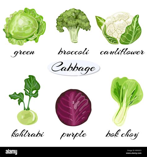 Types Of Cabbage