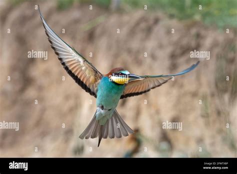 Image result for European Bee-eater Flying Back View