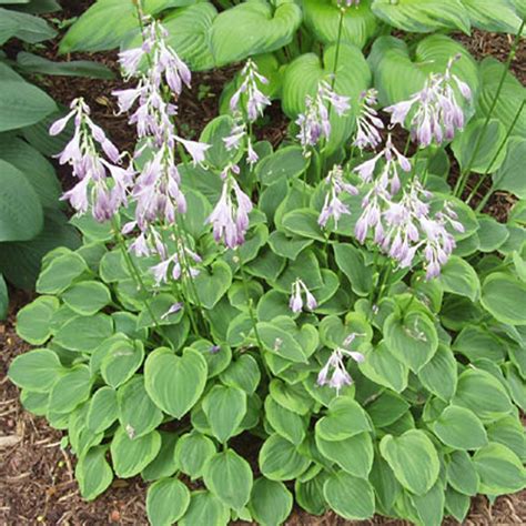 Hosta 'Golden Tiara' - Horsford Gardens and Nursery