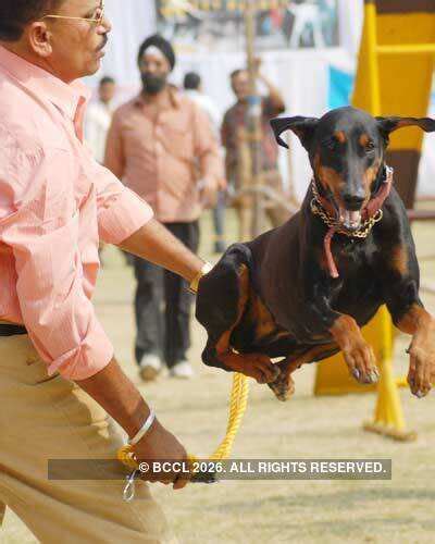 Dog show Photogallery - ETimes