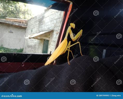 Yellow Mantis Beautiful Animal Photos in Indonesia Stock Image - Image ...