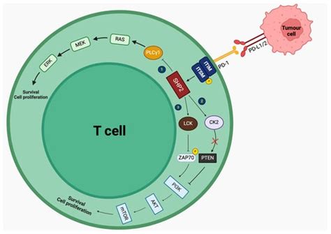 Neurological Immune-Related Adverse Events Induced by Immune Checkpoint ...