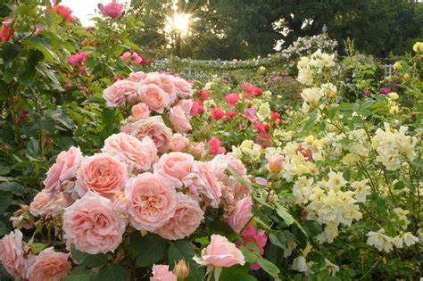 Roses Flowers And Garden at Liam Hinkler blog