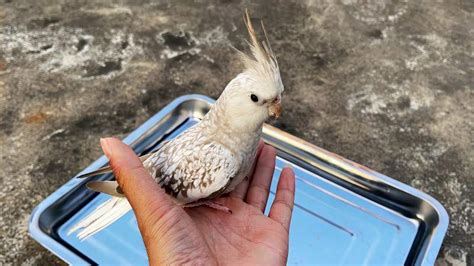 朋友送的玄凤鹦鹉不爱洗澡，主人给它起了个名字太适合它,搞笑,萌宠,好看视频
