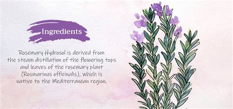 Grow Hair & Boost Thickness! Tattvalogy Rosemary Essential Oil (15ml ...