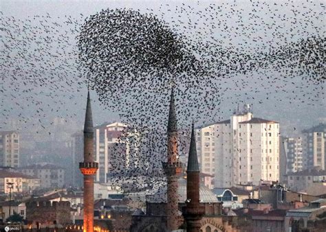 鸟群飞过土耳其城市上空 形成各种队形千奇百怪