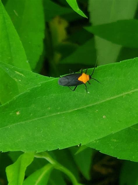 Image result for Bug Compilation