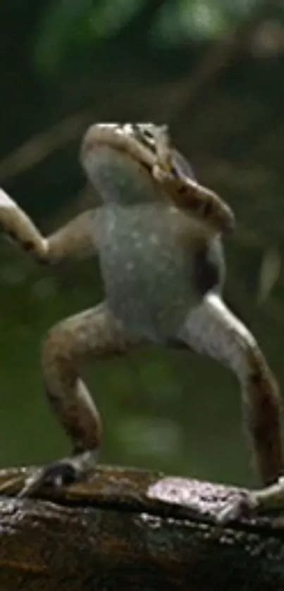 Image result for Alien Frog Dancing
