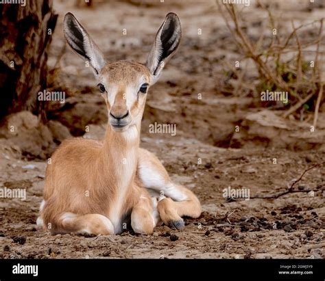 Image result for Baby Springbok