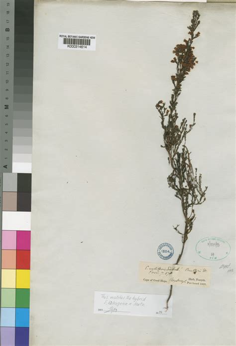 Erica velitaris Salisb. | Plants of the World Online | Kew Science