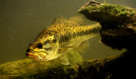 Image result for Windows Move Video Files Fish