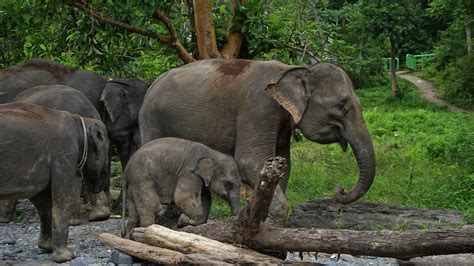 Sumatran Elephant Sumatran Elephant Bull (Elephas Maximus Sumatranus)