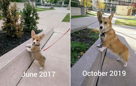 Corgi Full Grown