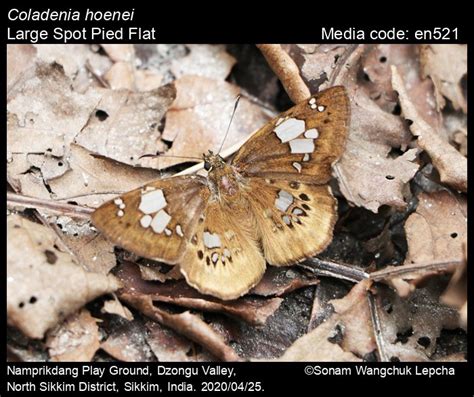 Welcome to the Butterflies of India website! | Butterfly