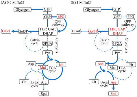 Short-Term Temporal Metabolic Behavior in Halophilic Cyanobacterium ...