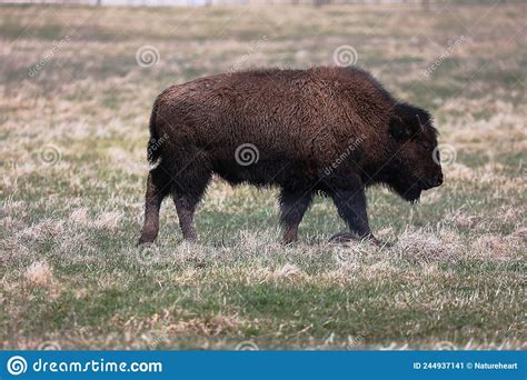Bovines Or Cow Close-up. Cattle Stock Photography | CartoonDealer.com #190388702