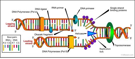 replication | Science biology, Teaching biology, Biology lessons