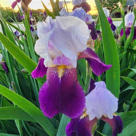 Do Deer Eat Irises Plants and Flowers?