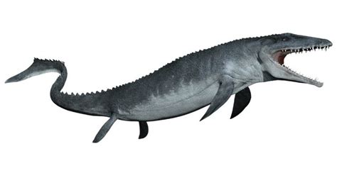 Image result for Mosasaurus