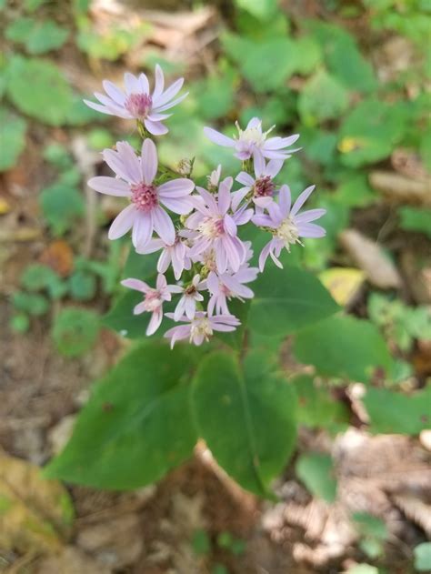 Symphyotrichum Cordifolium