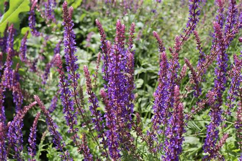 10 Popular Species of Salvia Plants
