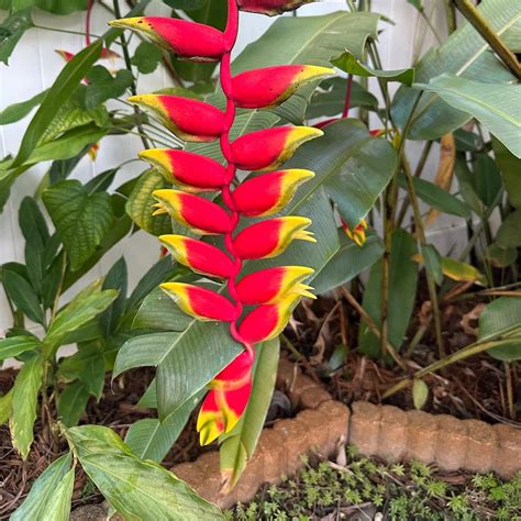 Buy Heliconia Rostrata Plant online at best price