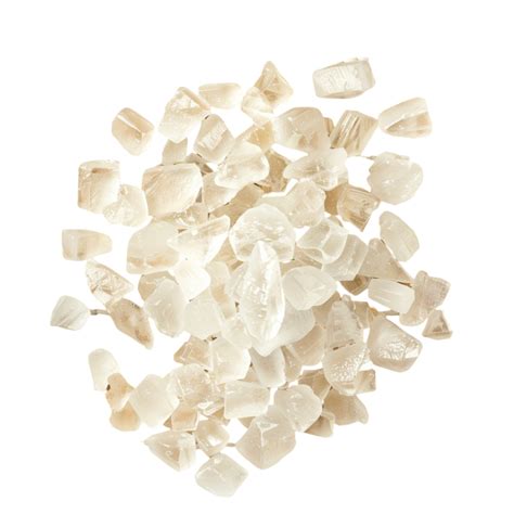 Image result for Shells without Backround