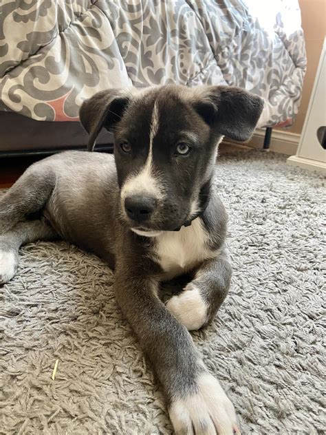 Darwin, the 8 week old Great Dane Husky mix! : r/puppy