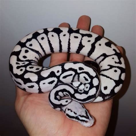 Image result for Axanthic Ball Python Morphs