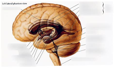 CSF Ventricular System 的图像结果