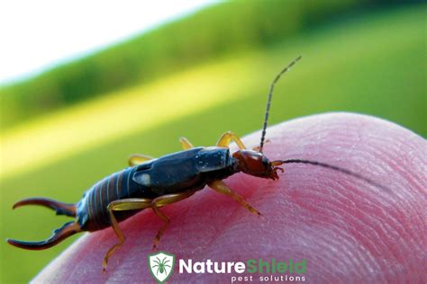 Are Earwigs Harmful